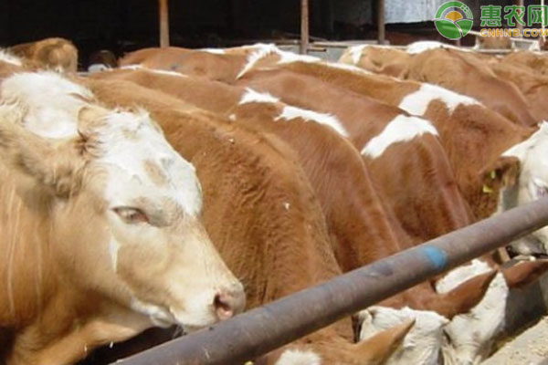 首个碳排放国家标准化试点获批 将探索肉牛养殖低碳模式